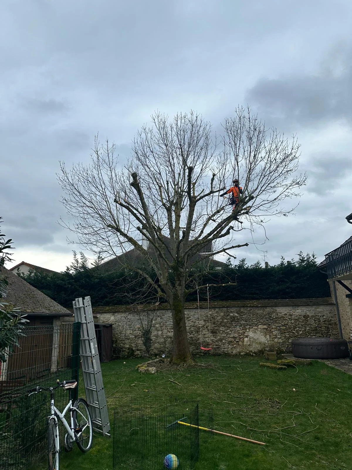 Clyde Renard, élagueur D'Arbre En Arbre, en haut d'un arbre avec harnais