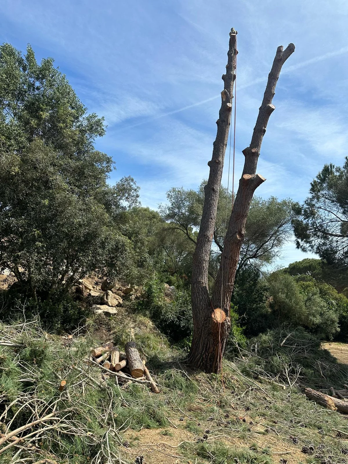 Abattage d'arbre dans les Yvelines (78)