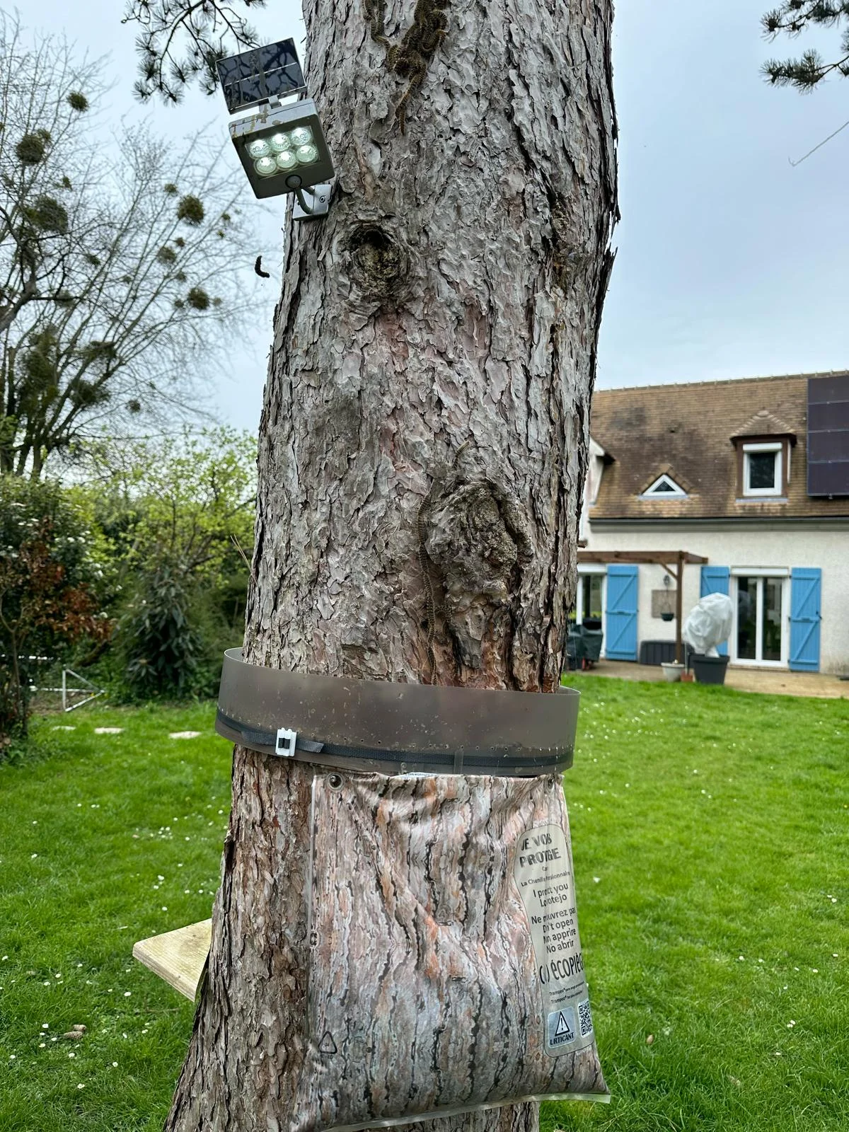 Chenilles processionnaires, traitement dans les Yvelines