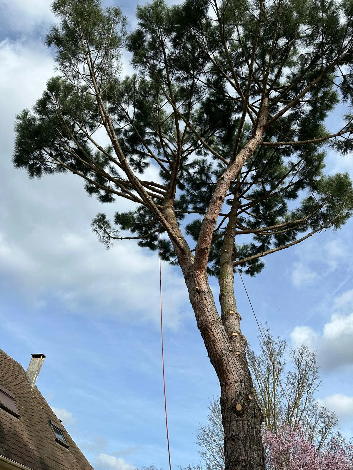 Élagage d'arbre dans les Yvelines (78)