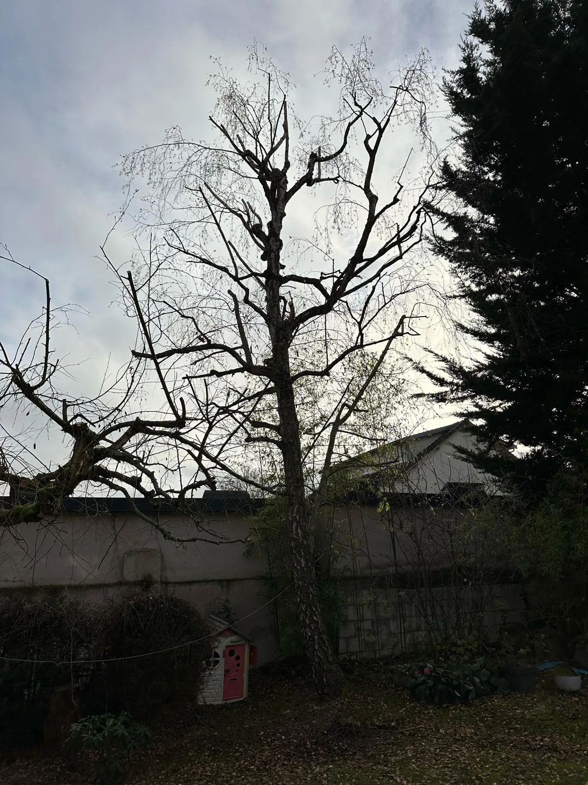 Arbre mort dans jardin privé avant abattage