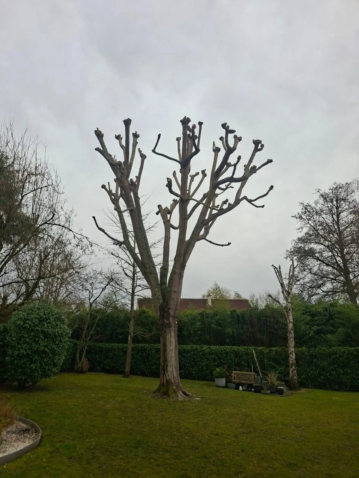 Le même arbre têtard après la taille, charpentières dégagées et silhouette rééquilibrée