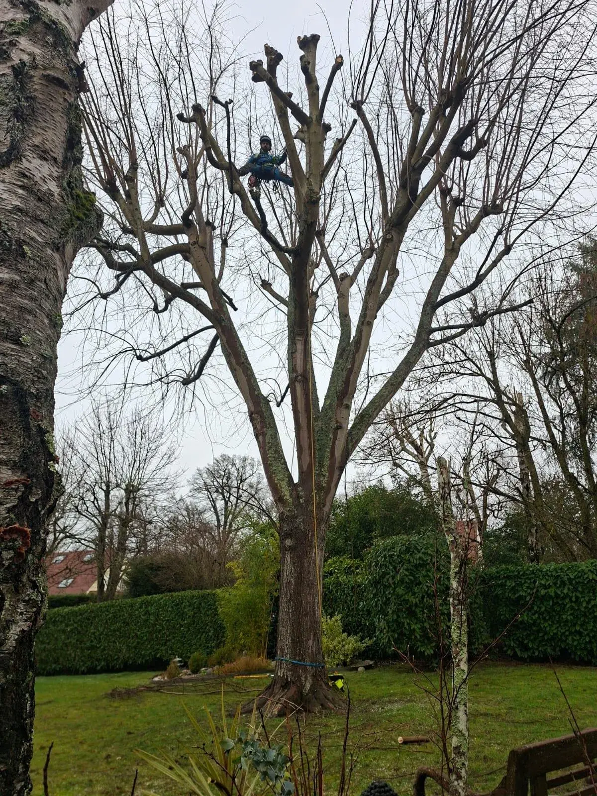 Élagueur suspendu sur corde dans la couronne d'un grand arbre têtard, corde d'accès descendant le long du tronc